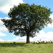 Sheep farming at Beechcroft